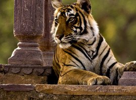Golden-Triangle-Tour-With-Ranthambore